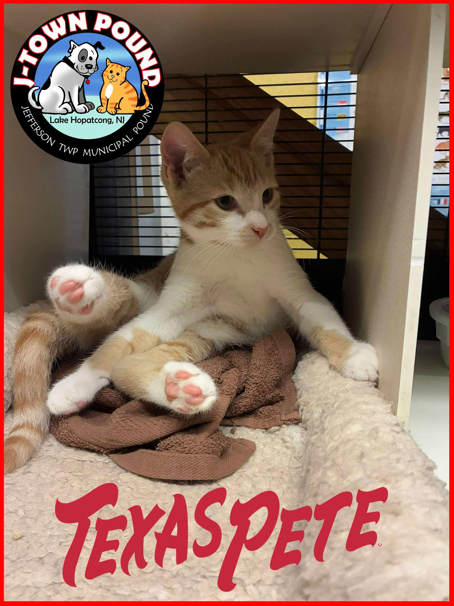 Texas Pete - Silly & Playful, Adopted, Kitten Male Domestic Short Hair.