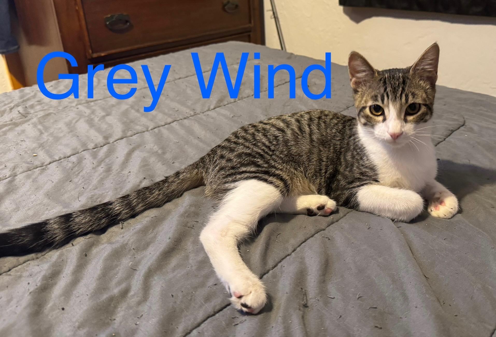 GREY WIND, an adoptable Tabby in Lawton, OK, 73502 | Photo Image 1