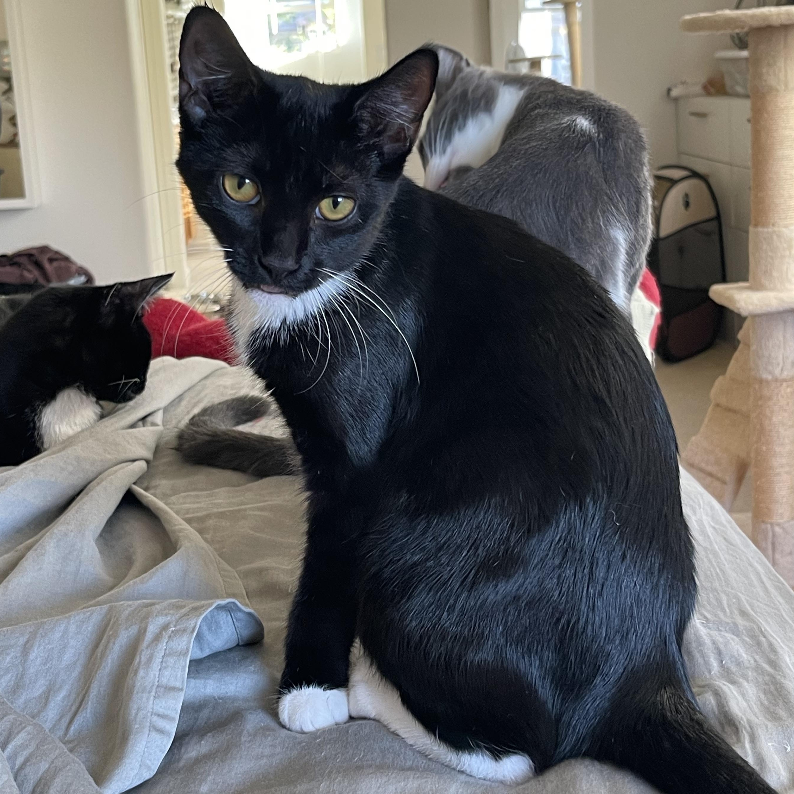 Enlarge Sado, a Adoptable Tuxedo in Tracy, CA image 2/5