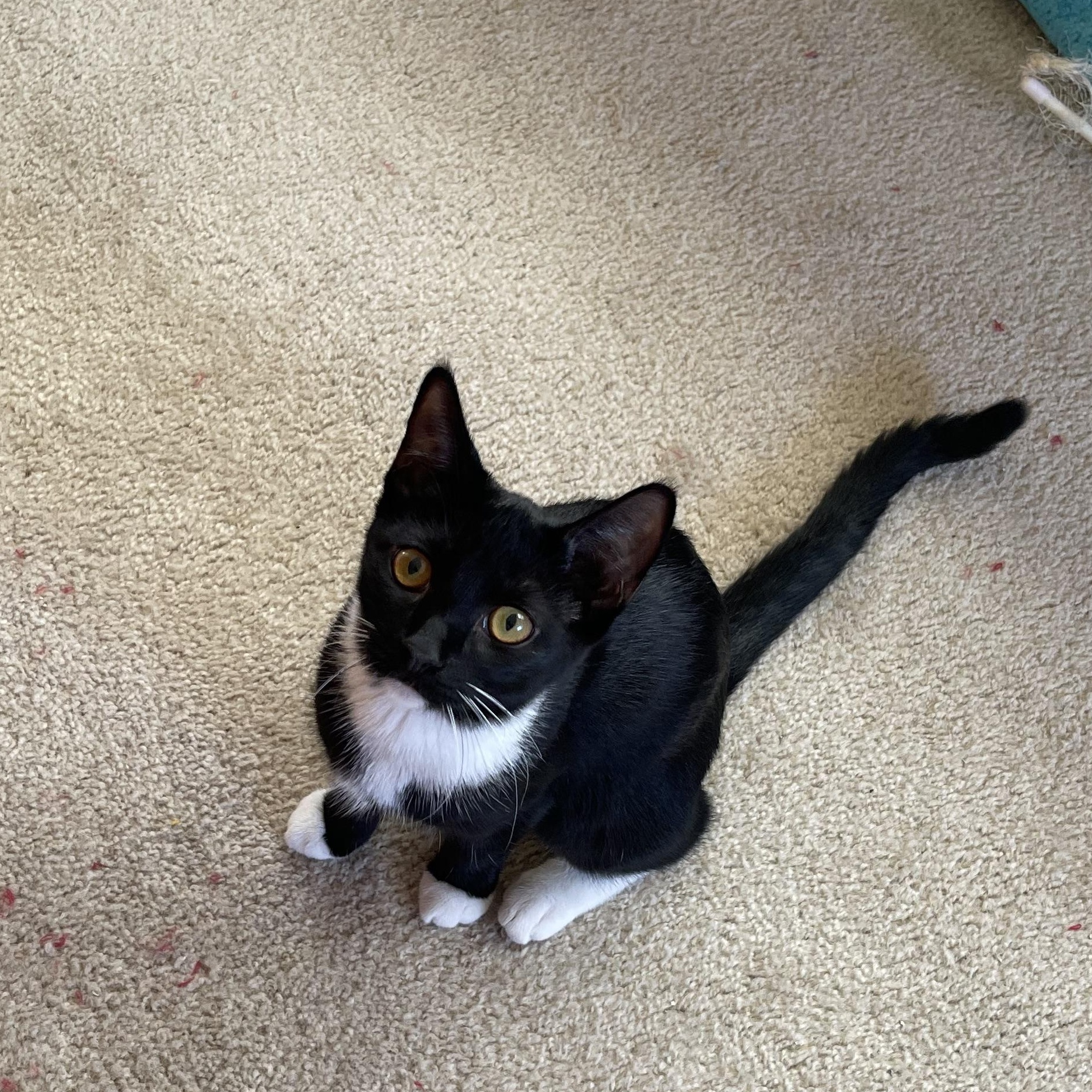 Enlarge Sado, a Adoptable Tuxedo in Tracy, CA image 3/5