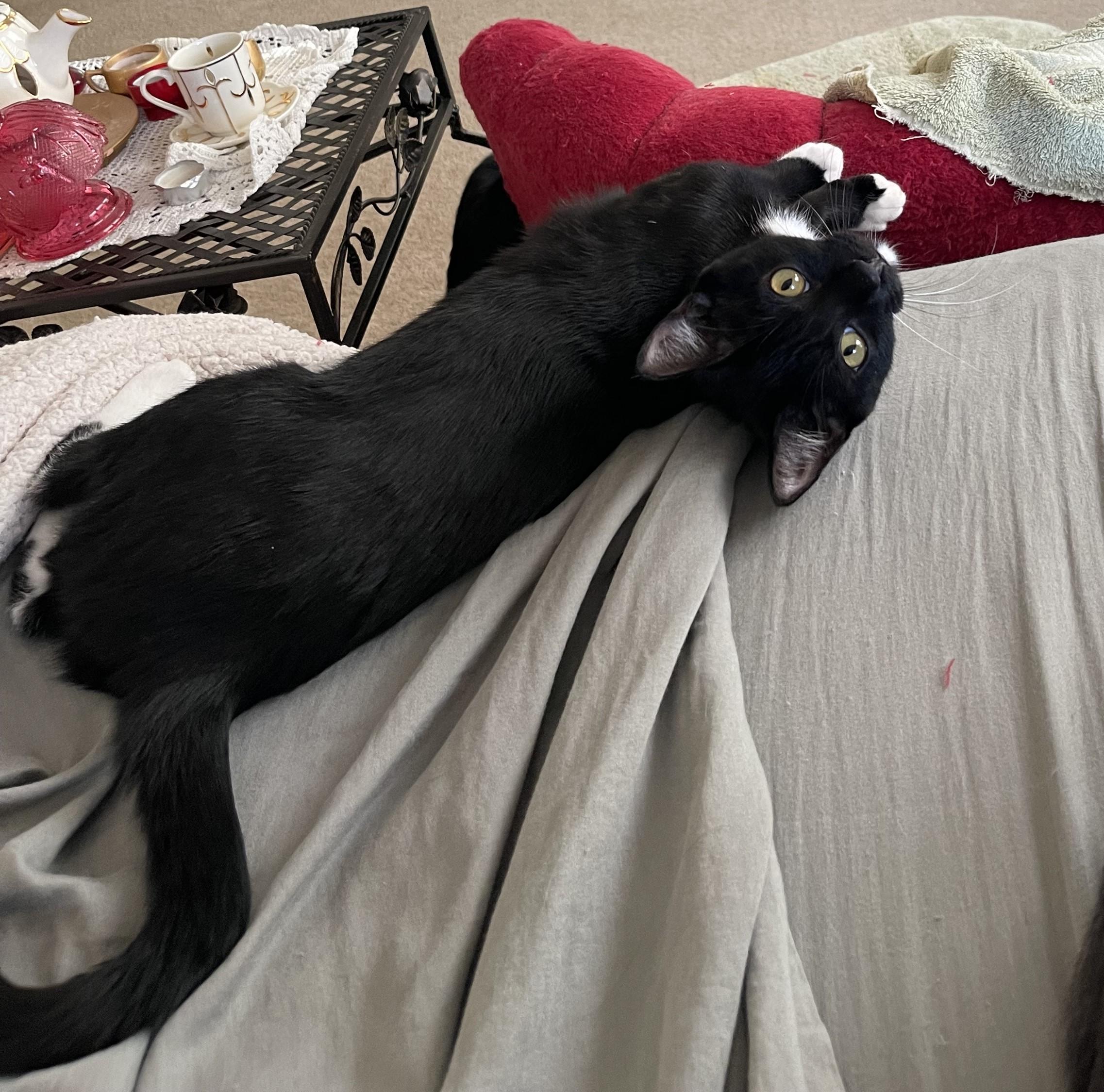 Enlarge Sado, a Adoptable Tuxedo in Tracy, CA image 4/5