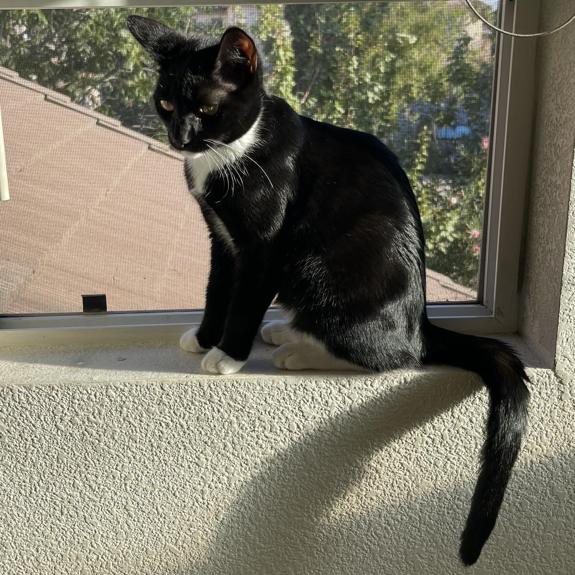 Sado, Adoptable, Young Female Tuxedo.