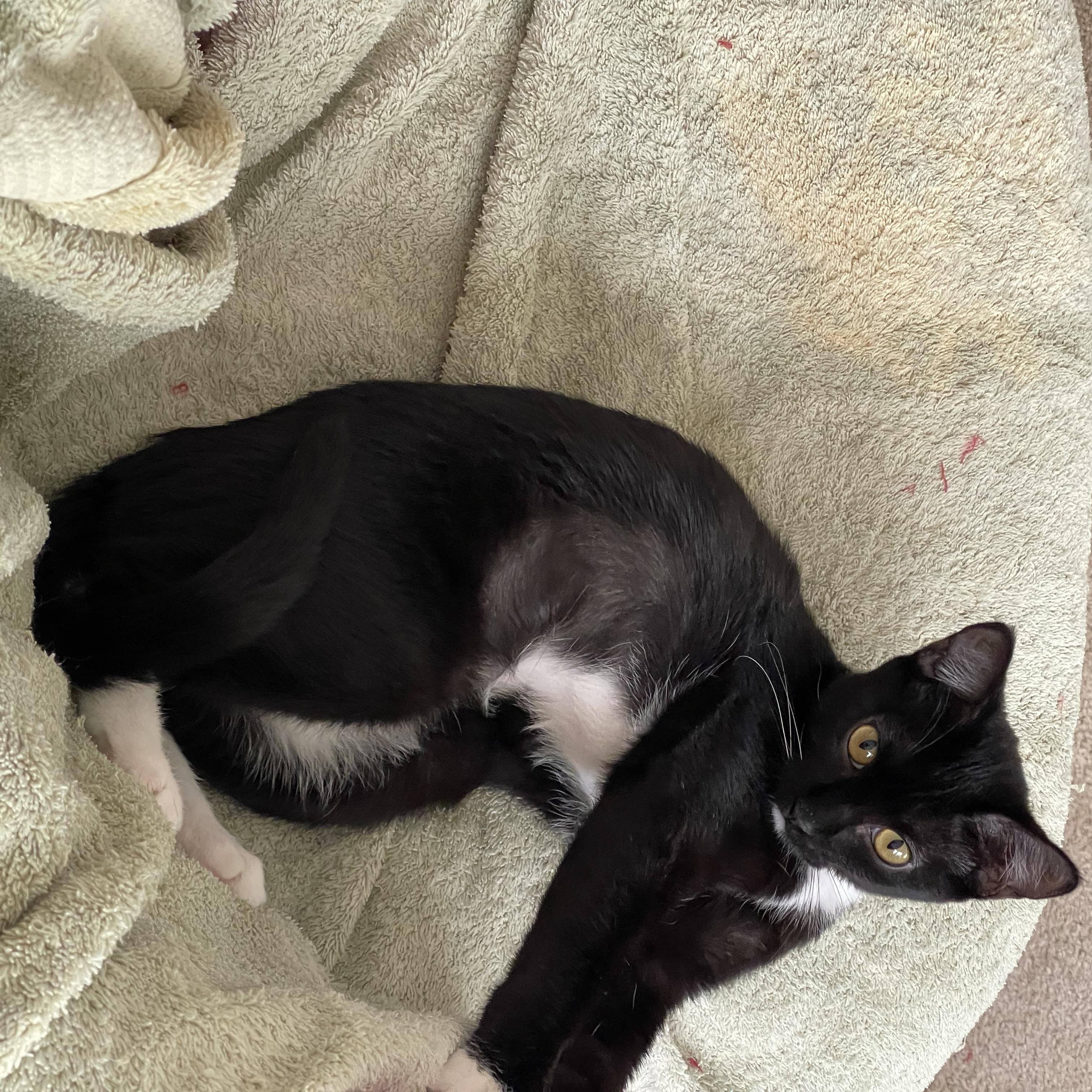 Enlarge Sado, a Adoptable Tuxedo in Tracy, CA image 5/5