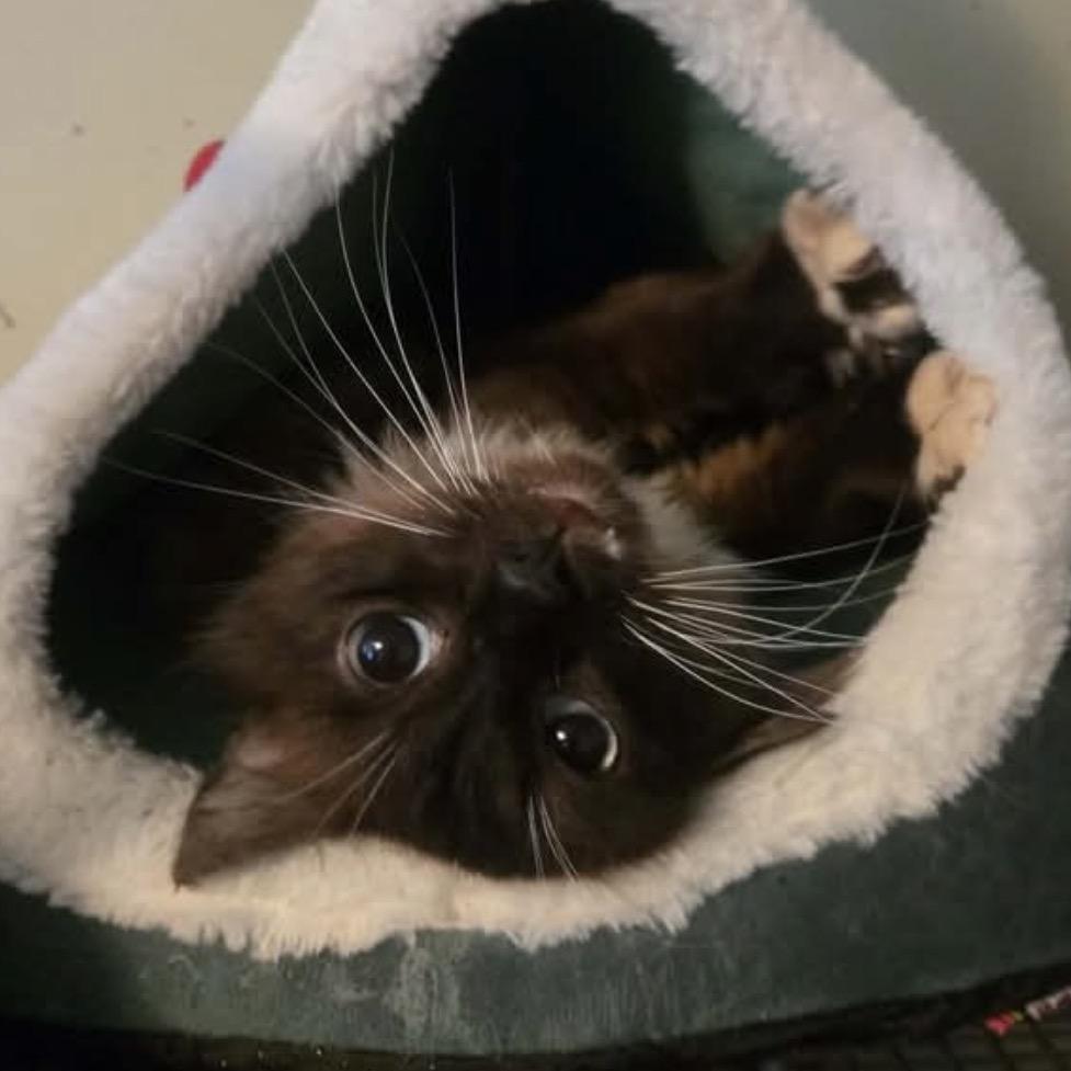 Yeti, Adoptable, Adult Male Himalayan & Siamese.