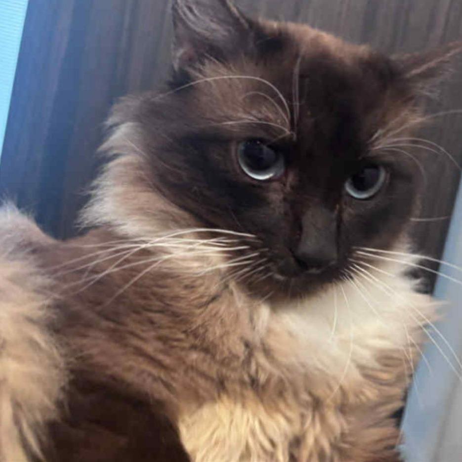 Enlarge Yeti, a Adoptable mixed breed in Woodbury, NJ image 2/2