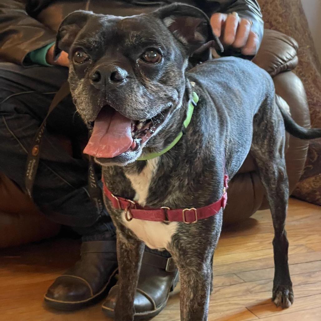 Gizmo, Adoptable, Senior Male Boxer.