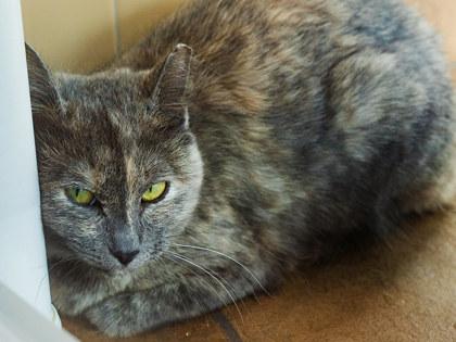 Enlarge Penelope, a Adoptable mixed breed in Longmont, CO image 1/3