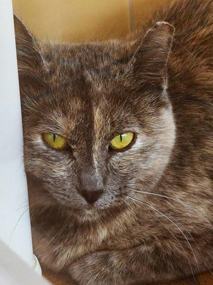 Penelope — thumbnail 2