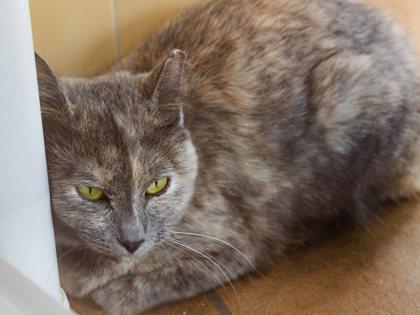 Penelope — thumbnail 3