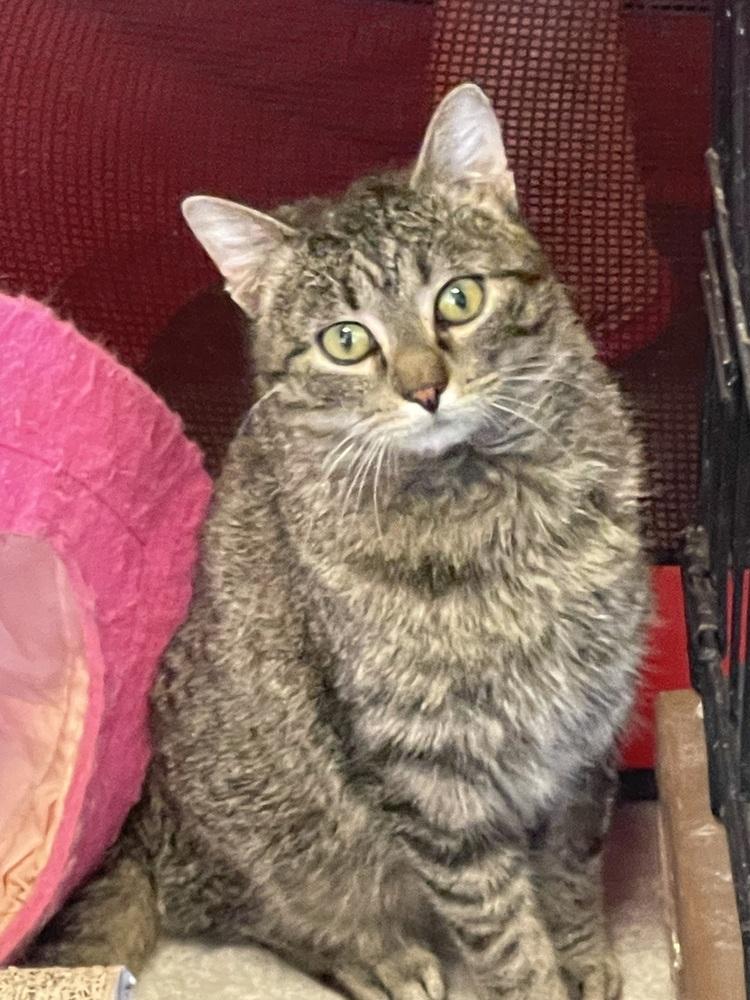 Jazz, Adoptable, Adult Male Domestic Short Hair.