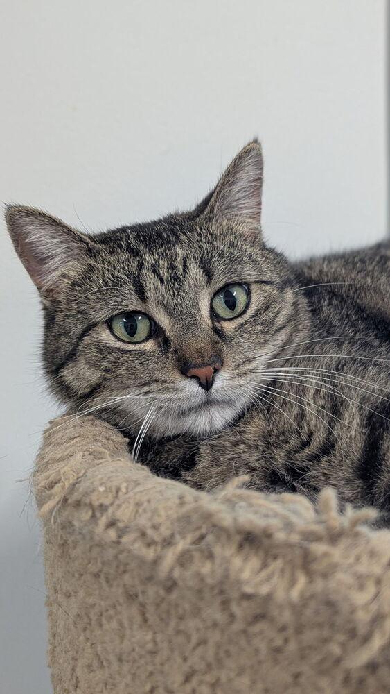 Jazz, a Adoptable Domestic Short Hair in Sparta, WI image 1/3