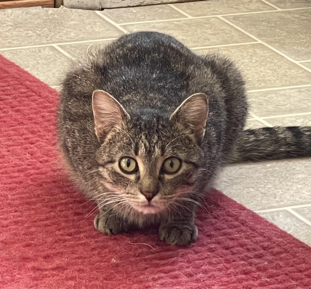 Jazz, a Adoptable Domestic Short Hair in Sparta, WI image 2/4