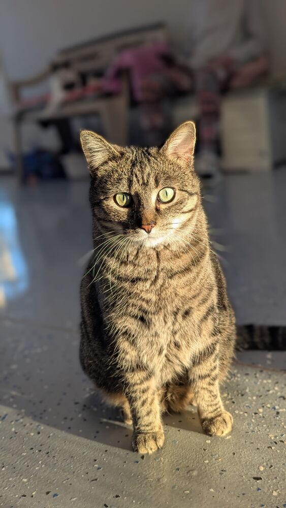 Jazz, a Adoptable Domestic Short Hair in Sparta, WI image 2/3