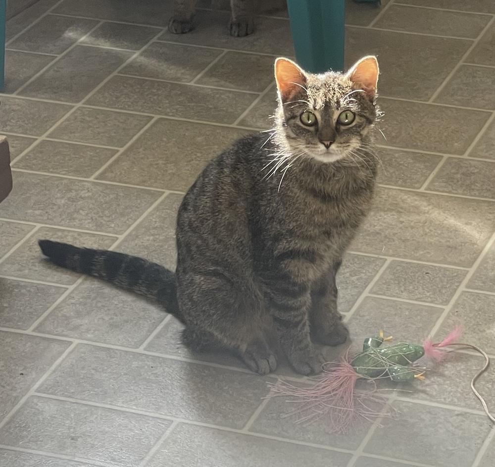 Jazz, a Adoptable Domestic Short Hair in Sparta, WI image 3/4