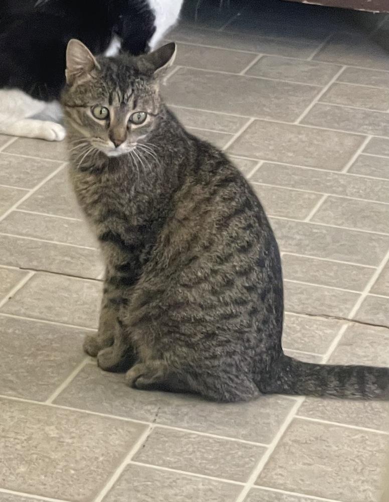 Jazz, a Adoptable Domestic Short Hair in Sparta, WI image 4/4