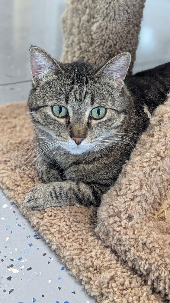 Jazz, a Adoptable Domestic Short Hair in Sparta, WI image 3/3