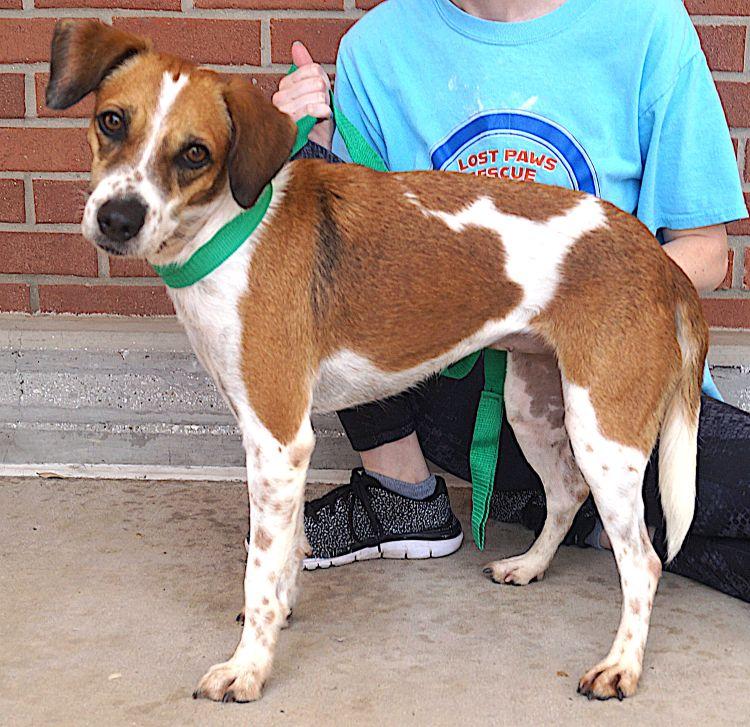 Candela, a ADOPTABLE mixed breed in Carrollton, TX image 3/3
