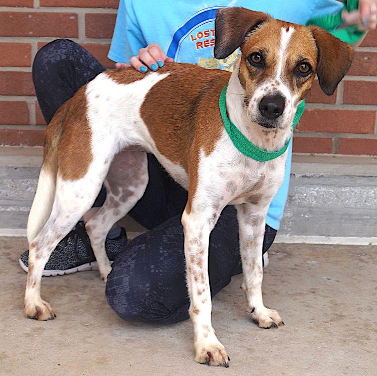 Candela, a ADOPTABLE mixed breed in Carrollton, TX image 2/3
