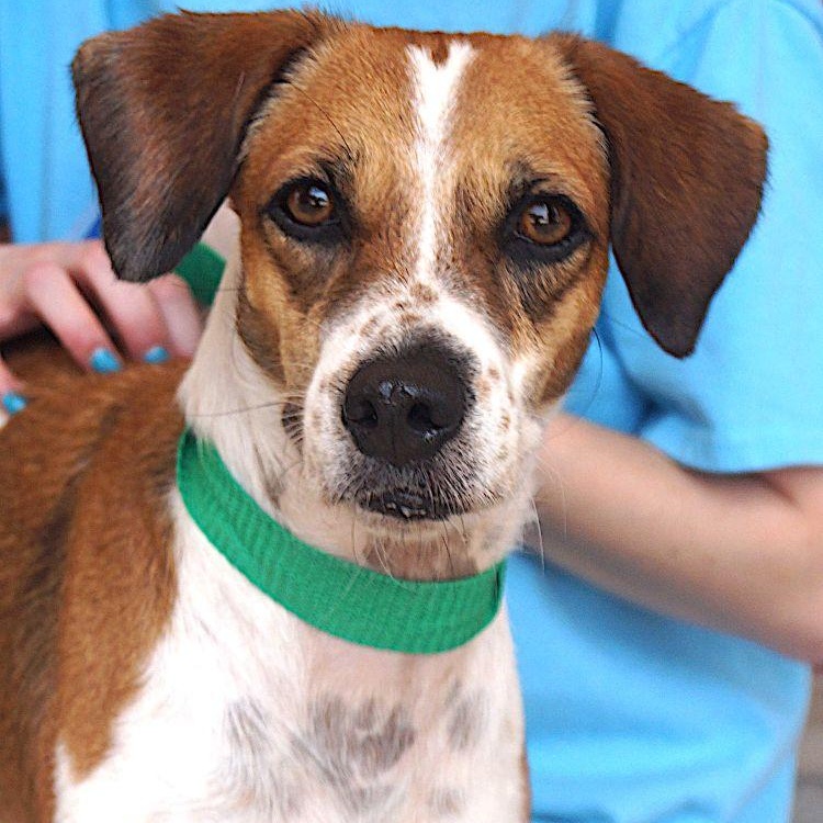 Candela, ADOPTABLE, Adult Female Beagle & Hound.