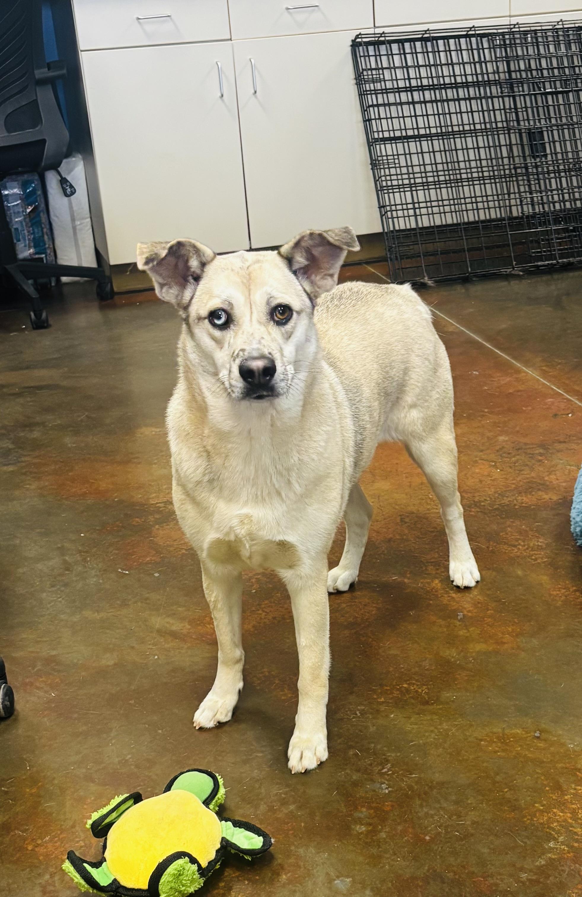 Enlarge Loretta, a ADOPTABLE mixed breed in Council Bluffs, IA image 1/1