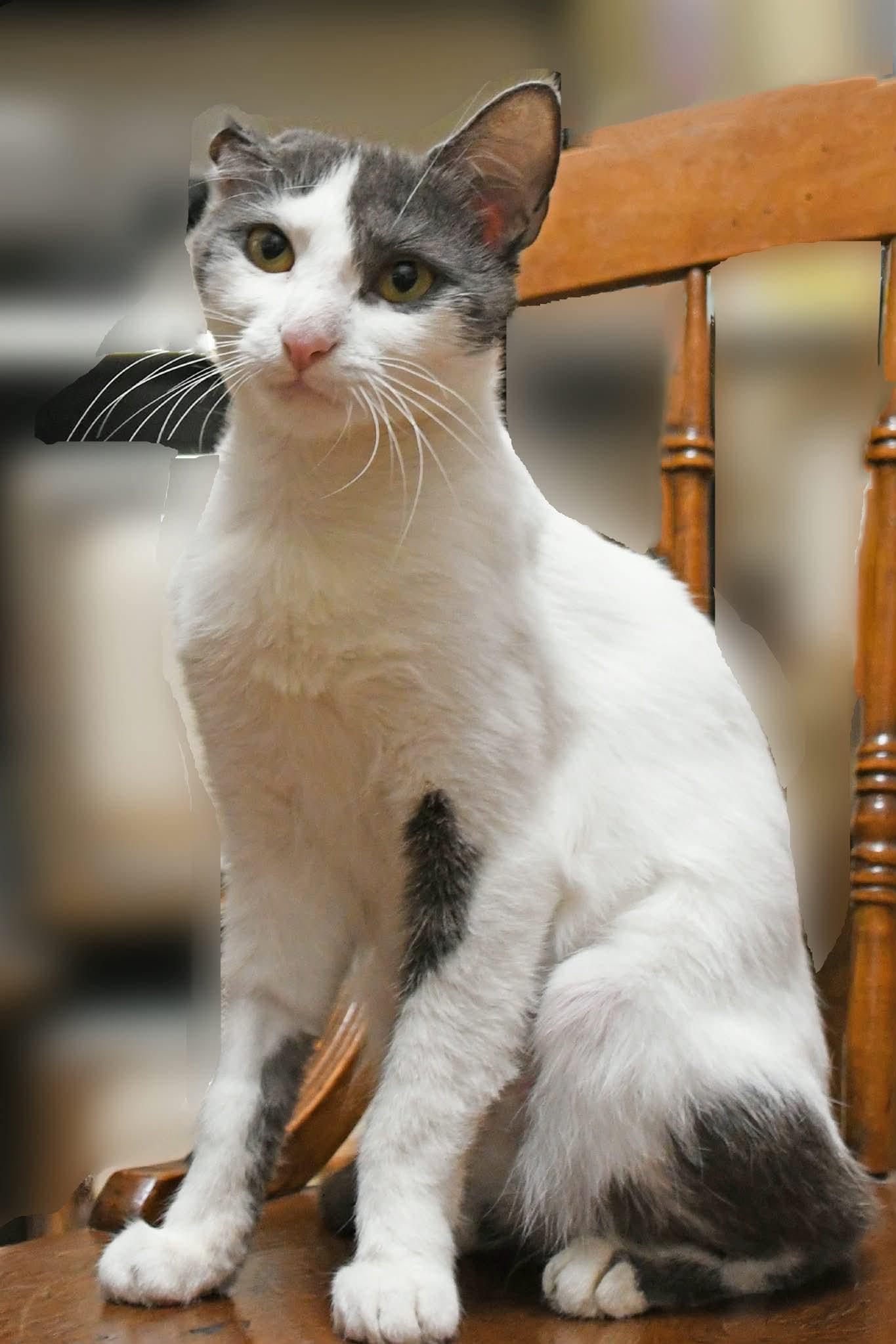 Moonbeam, ADOPTABLE, Young Female Domestic Short Hair.