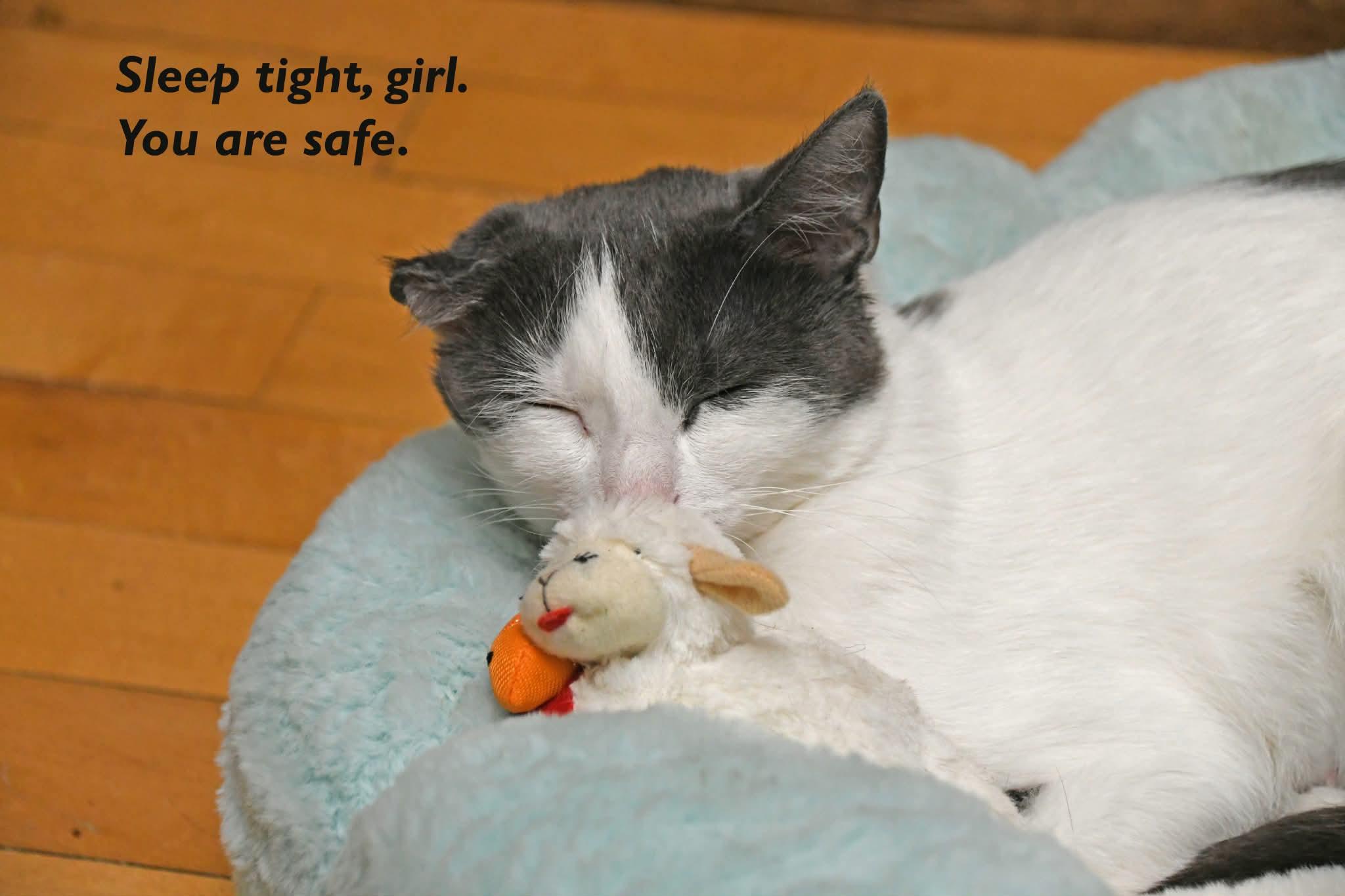 Enlarge Moonbeam, a ADOPTABLE Domestic Short Hair in Johnstown, NY image 4/6