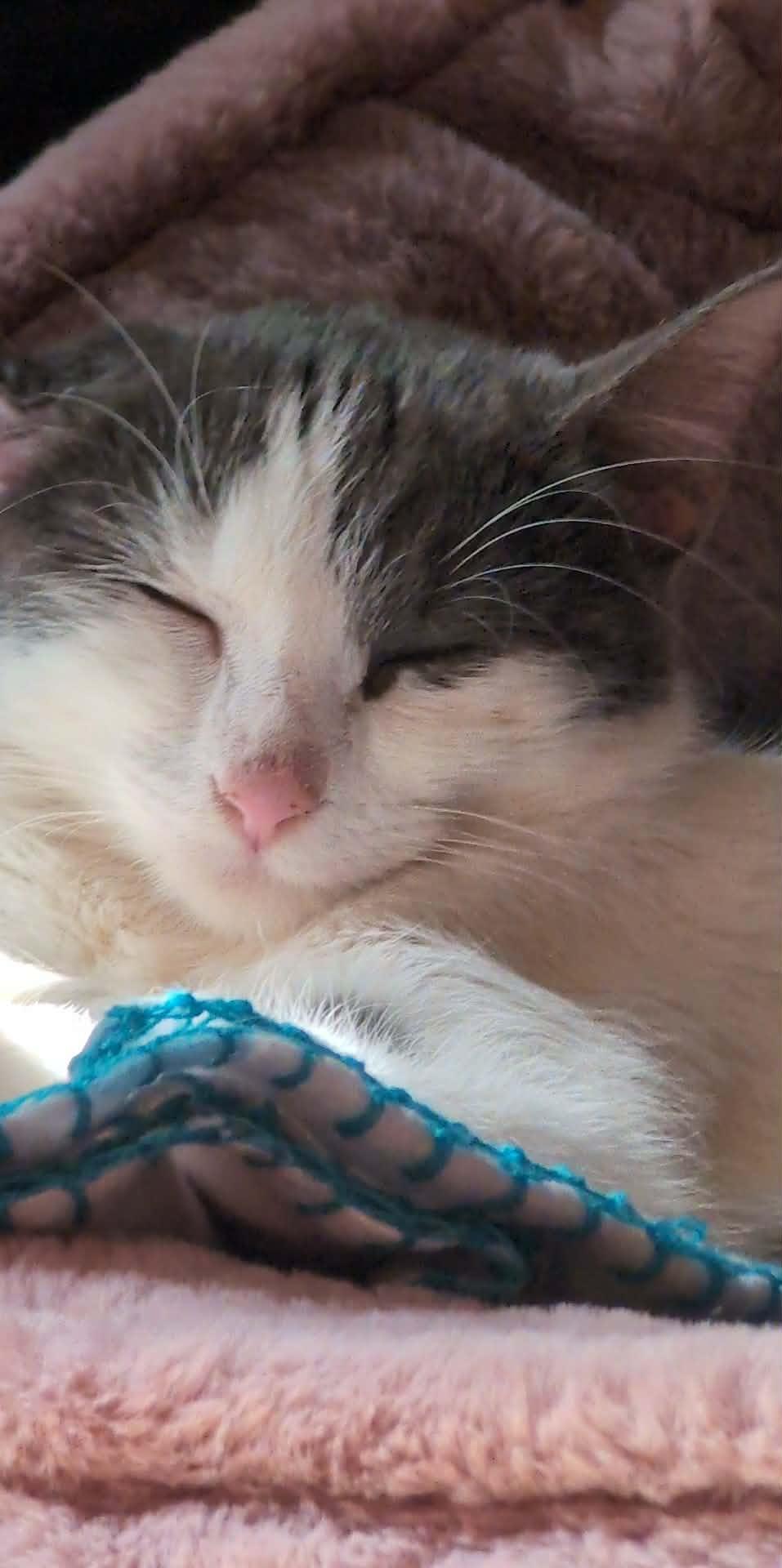 Enlarge Moonbeam, a ADOPTABLE Domestic Short Hair in Johnstown, NY image 6/6