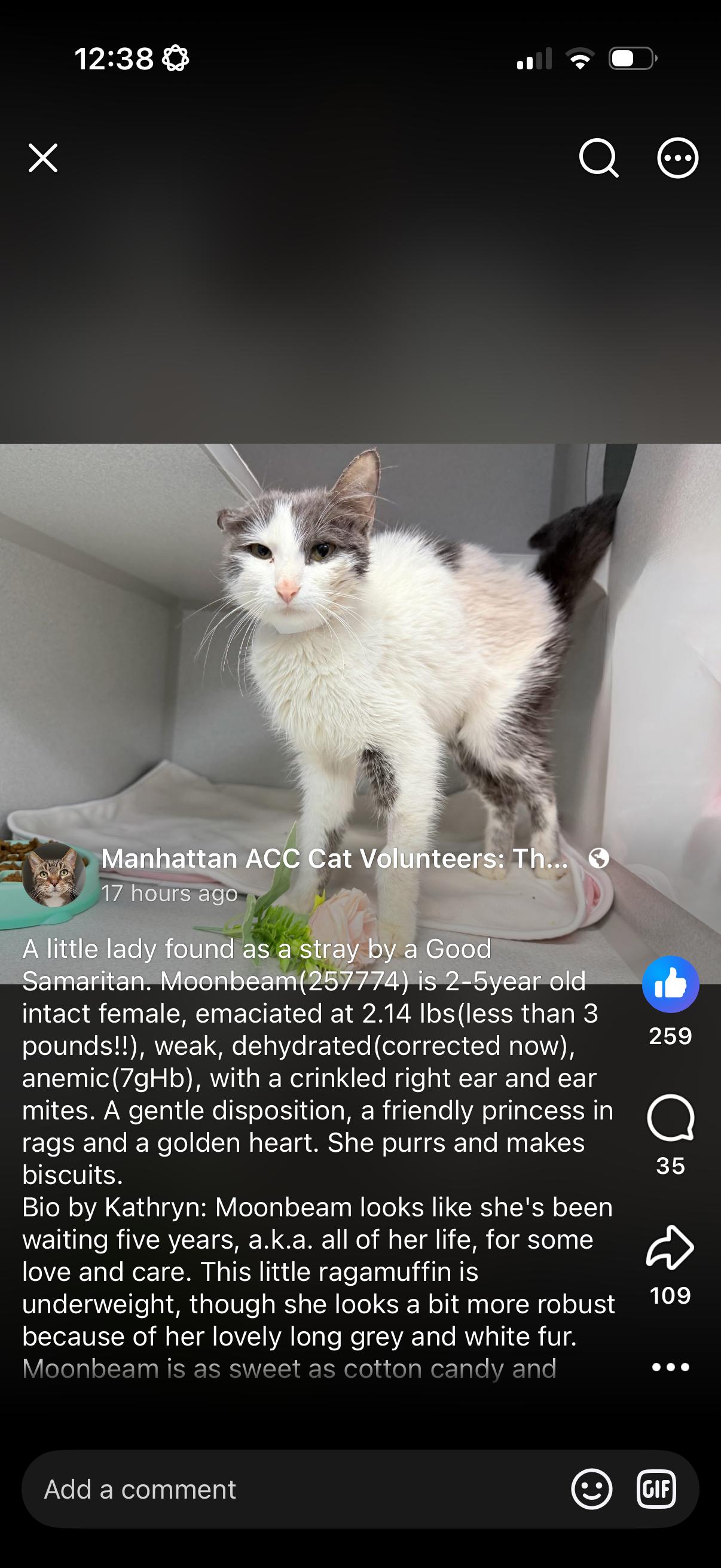 Enlarge Moonbeam, a ADOPTABLE Domestic Short Hair in Johnstown, NY image 2/6