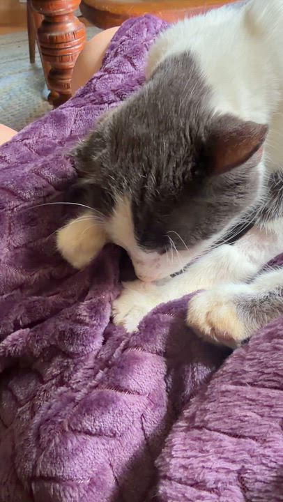 Enlarge Moonbeam, a ADOPTABLE Domestic Short Hair in Johnstown, NY video 5/6
