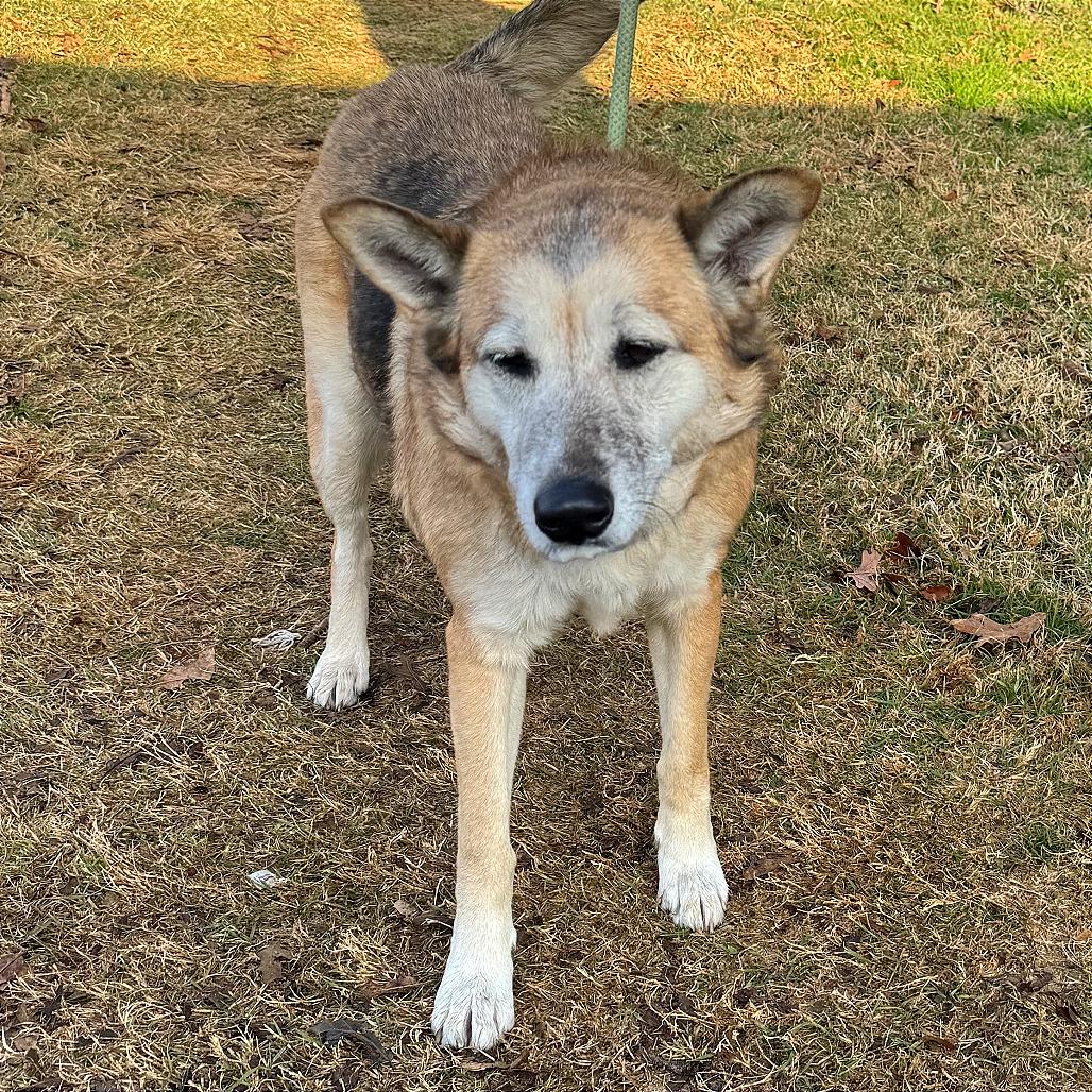 Enlarge Honey, a Adoptable German Shepherd Dog in Denison, TX image 1/5