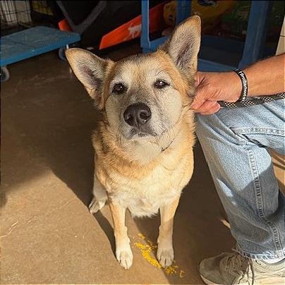 Enlarge Honey, a Adoptable German Shepherd Dog in Denison, TX image 2/5