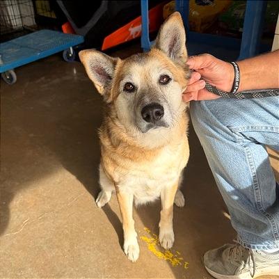 Enlarge Honey, a Adoptable German Shepherd Dog in Denison, TX image 3/5