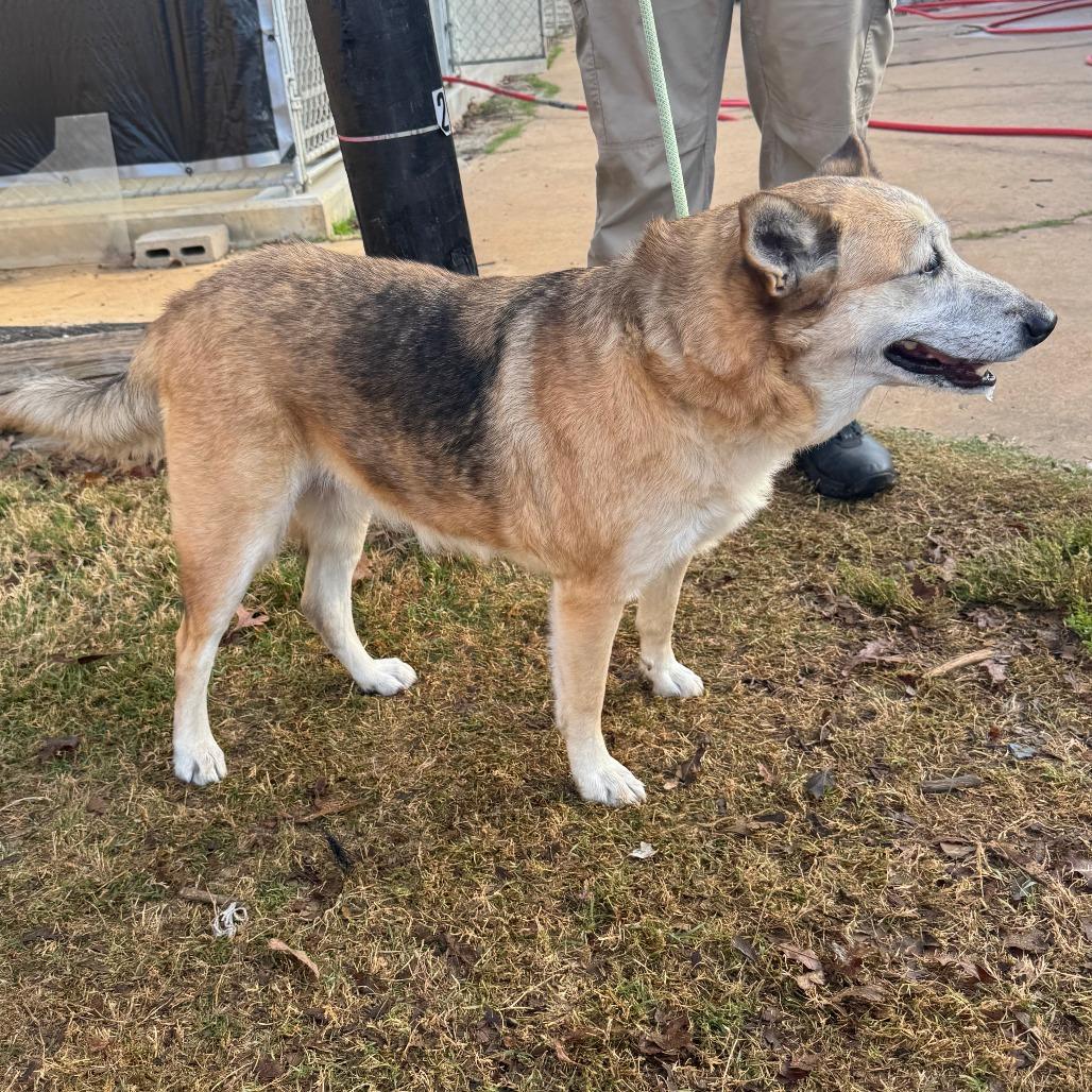 Enlarge Honey, a Adoptable German Shepherd Dog in Denison, TX image 4/5