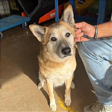 Enlarge Honey, a Adoptable German Shepherd Dog in Denison, TX image 5/5
