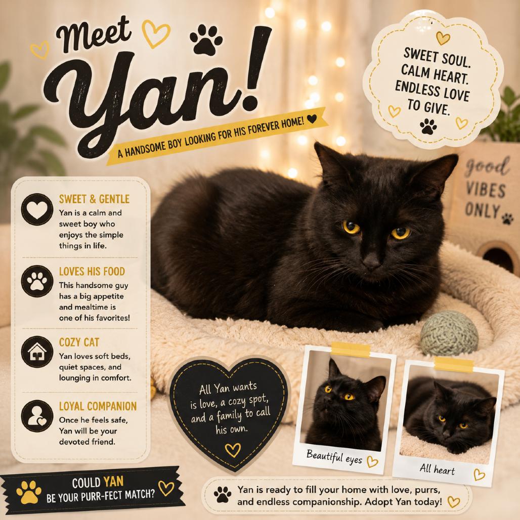 Yan, Adoptable, Adult Male Domestic Short Hair.
