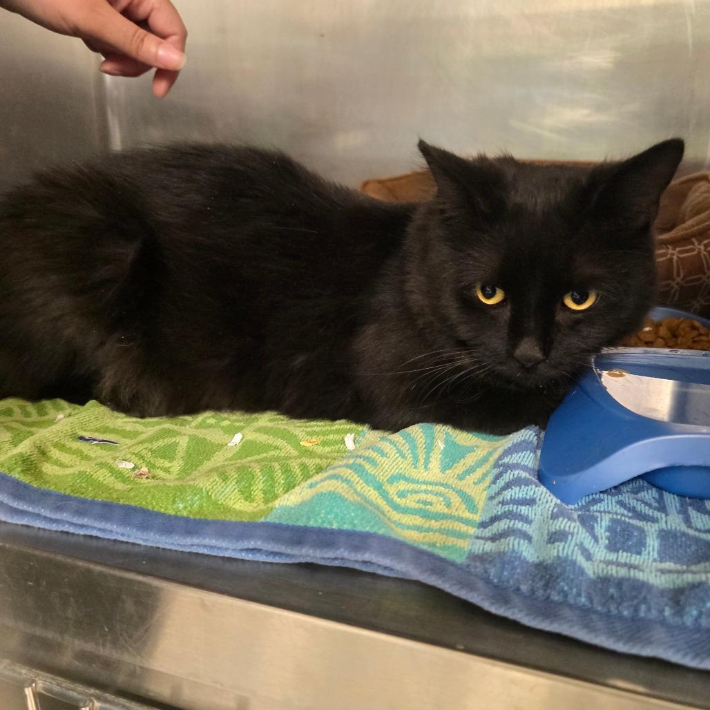 Enlarge Yan, a Adoptable Domestic Short Hair in Waldorf, MD image 2/6