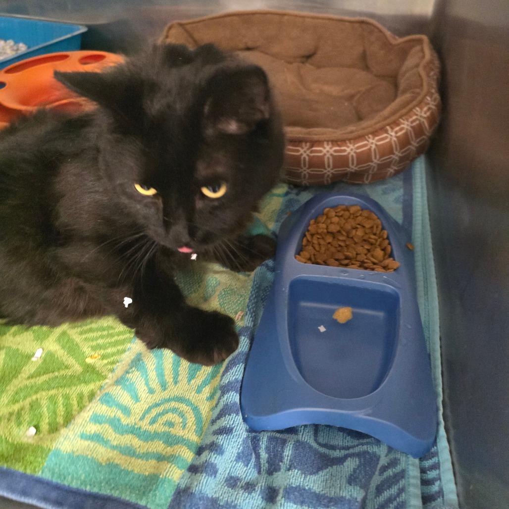 Enlarge Yan, a Adoptable Domestic Short Hair in Waldorf, MD image 3/6