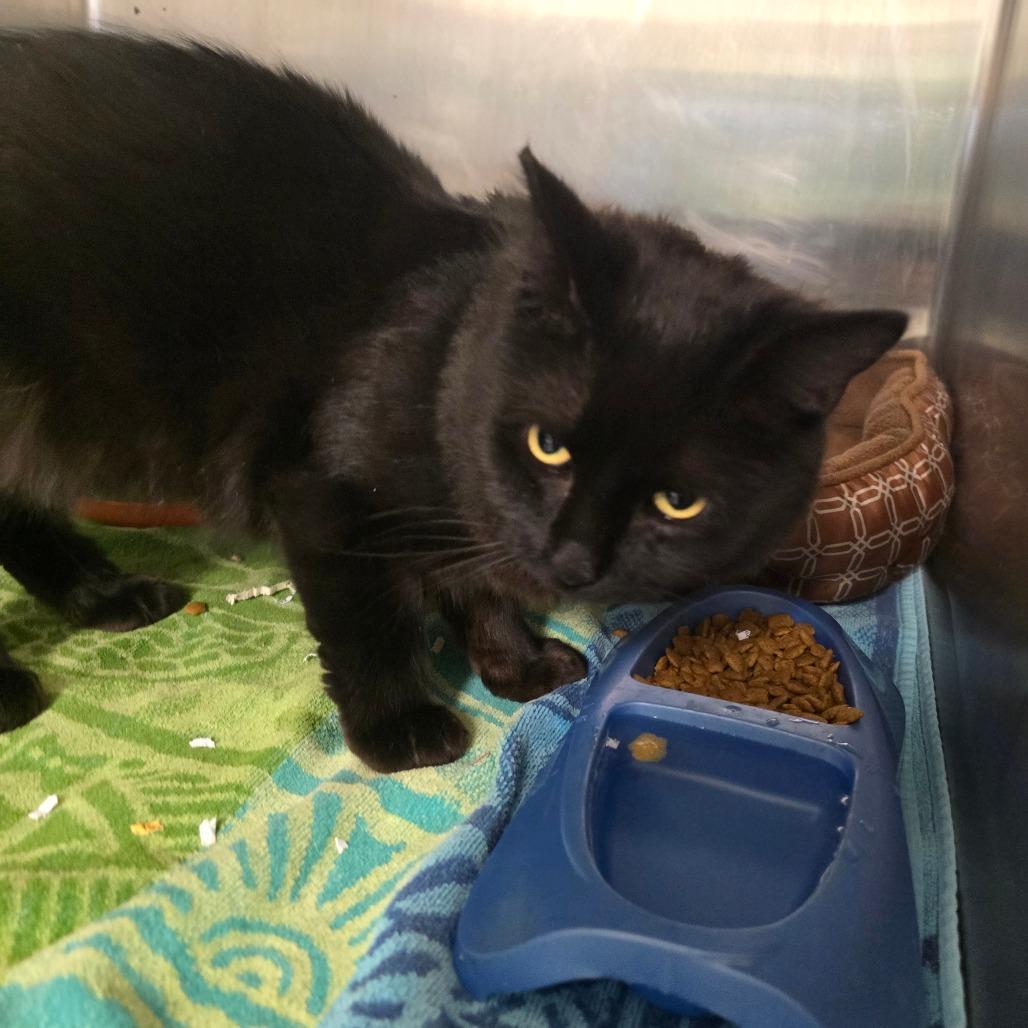 Enlarge Yan, a Adoptable Domestic Short Hair in Waldorf, MD image 4/6