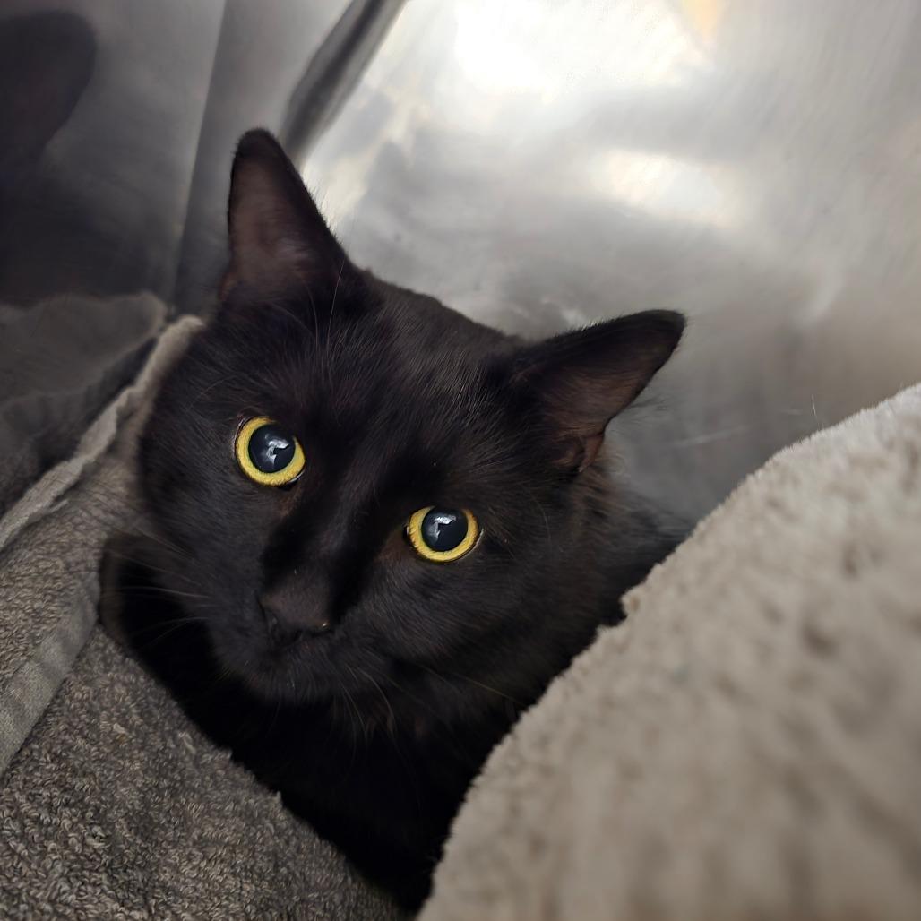 Enlarge Yan, a Adoptable Domestic Short Hair in Waldorf, MD image 5/6