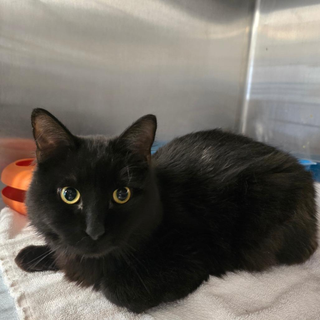 Enlarge Yan, a Adoptable Domestic Short Hair in Waldorf, MD image 6/6