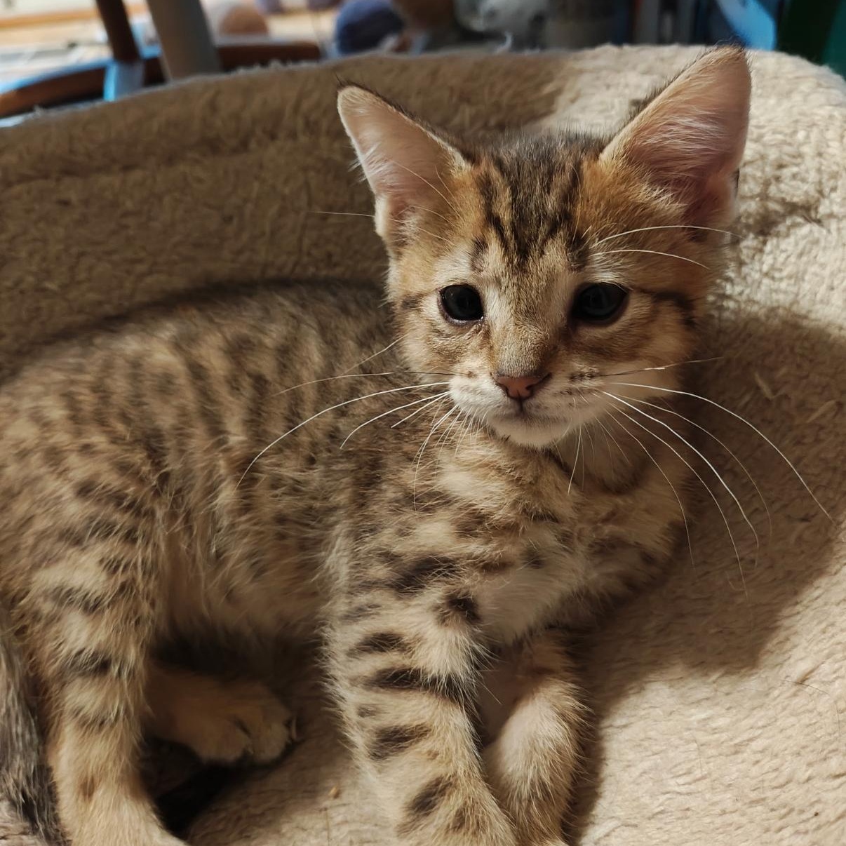 Sanjay, ADOPTABLE, Kitten Male Domestic Short Hair & Tabby.
