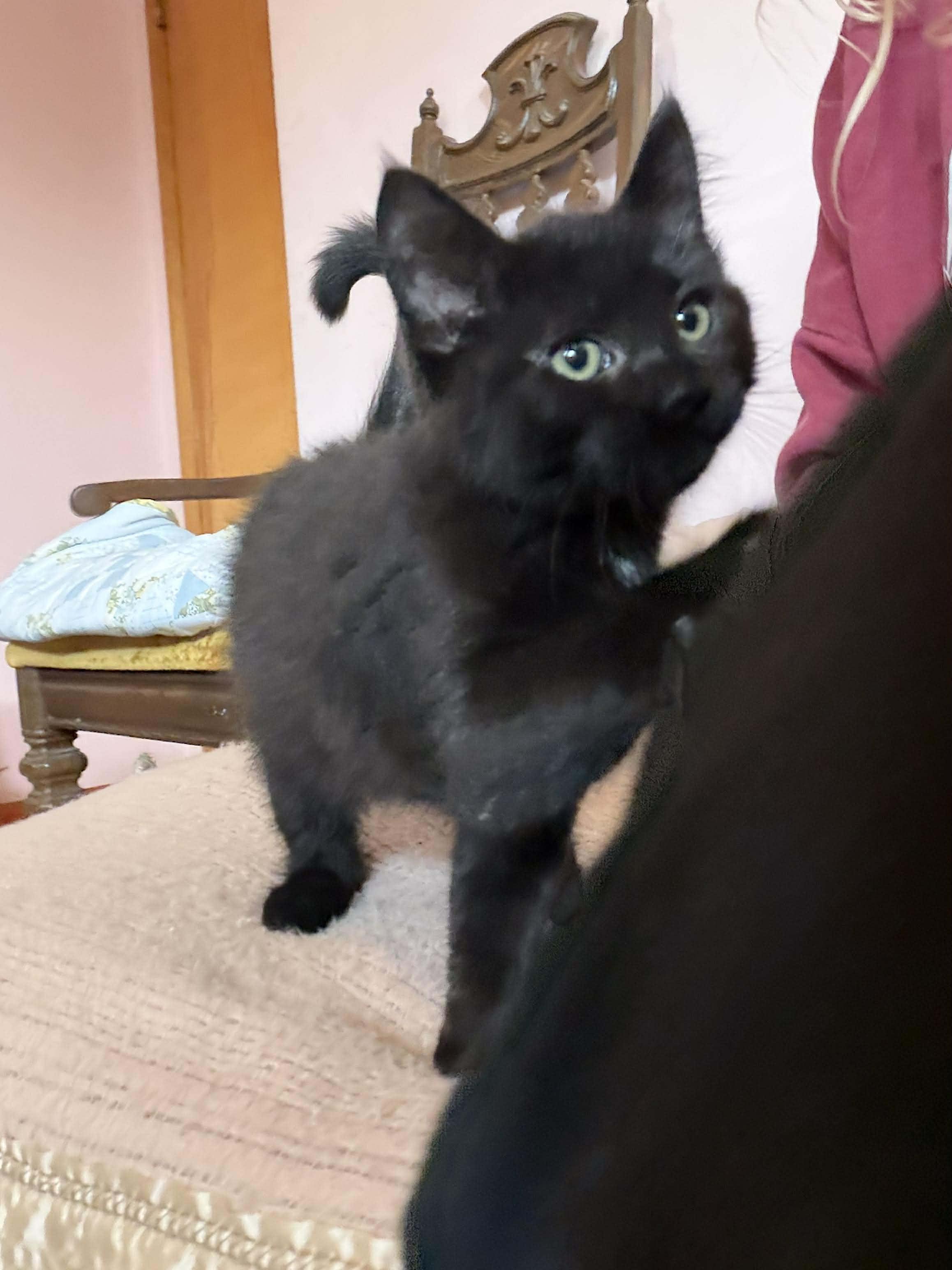 Cash, Adoptable, Kitten Male Domestic Short Hair.