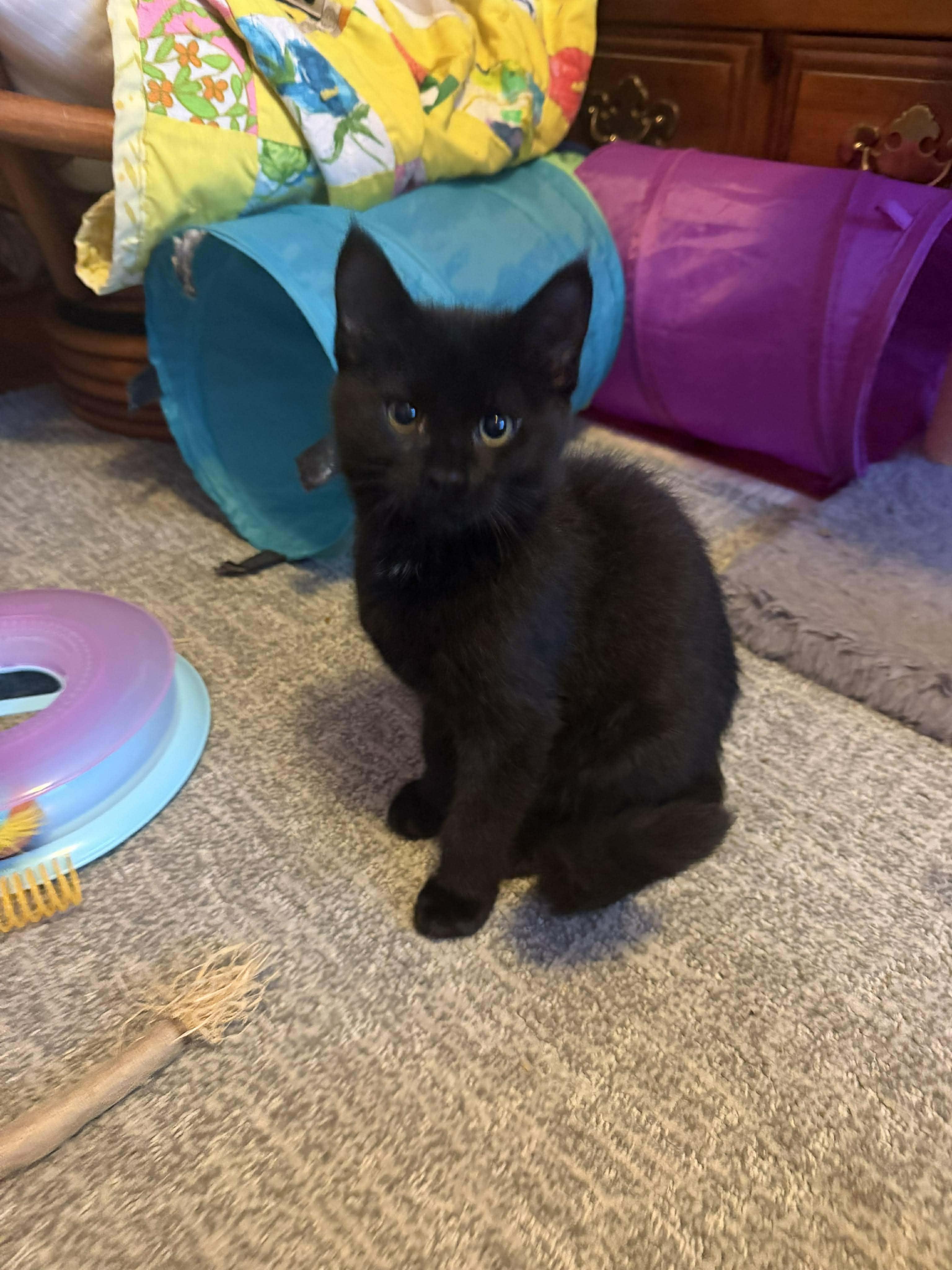 Cash, a Adoptable Domestic Short Hair in East Lansing, MI image 2/5