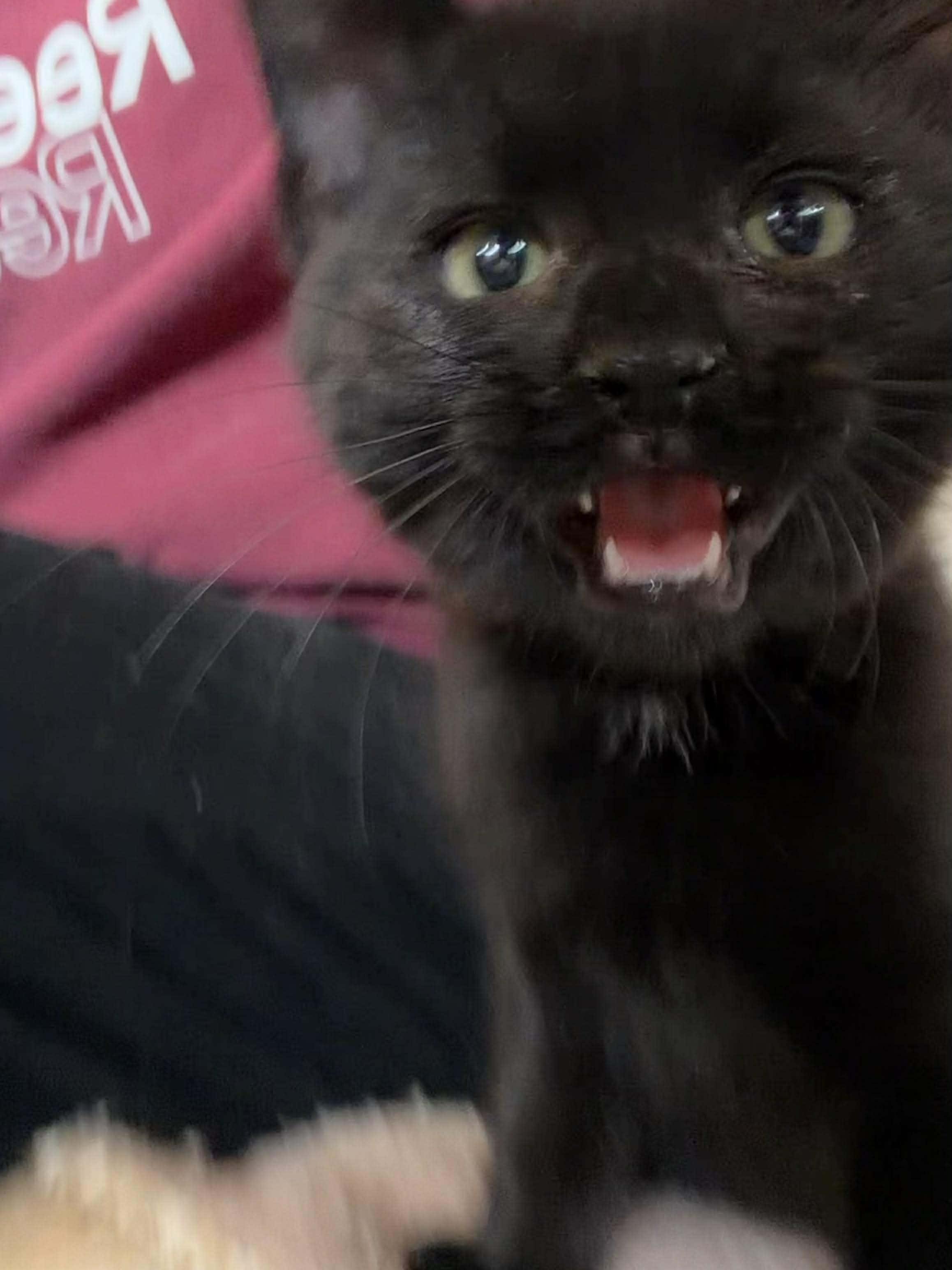 Cash, a Adoptable Domestic Short Hair in East Lansing, MI image 3/5