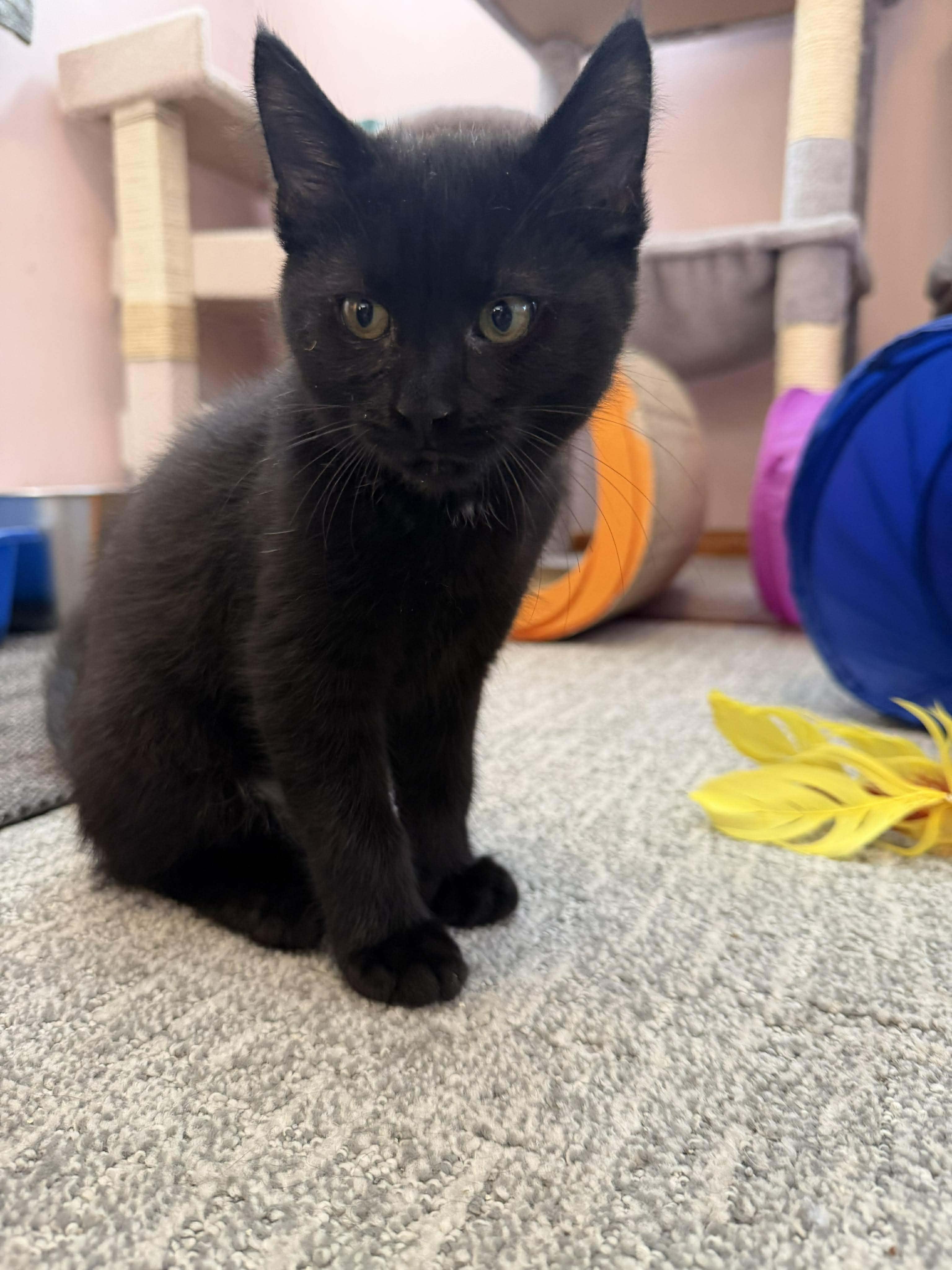 Cash, a Adoptable Domestic Short Hair in East Lansing, MI image 4/5