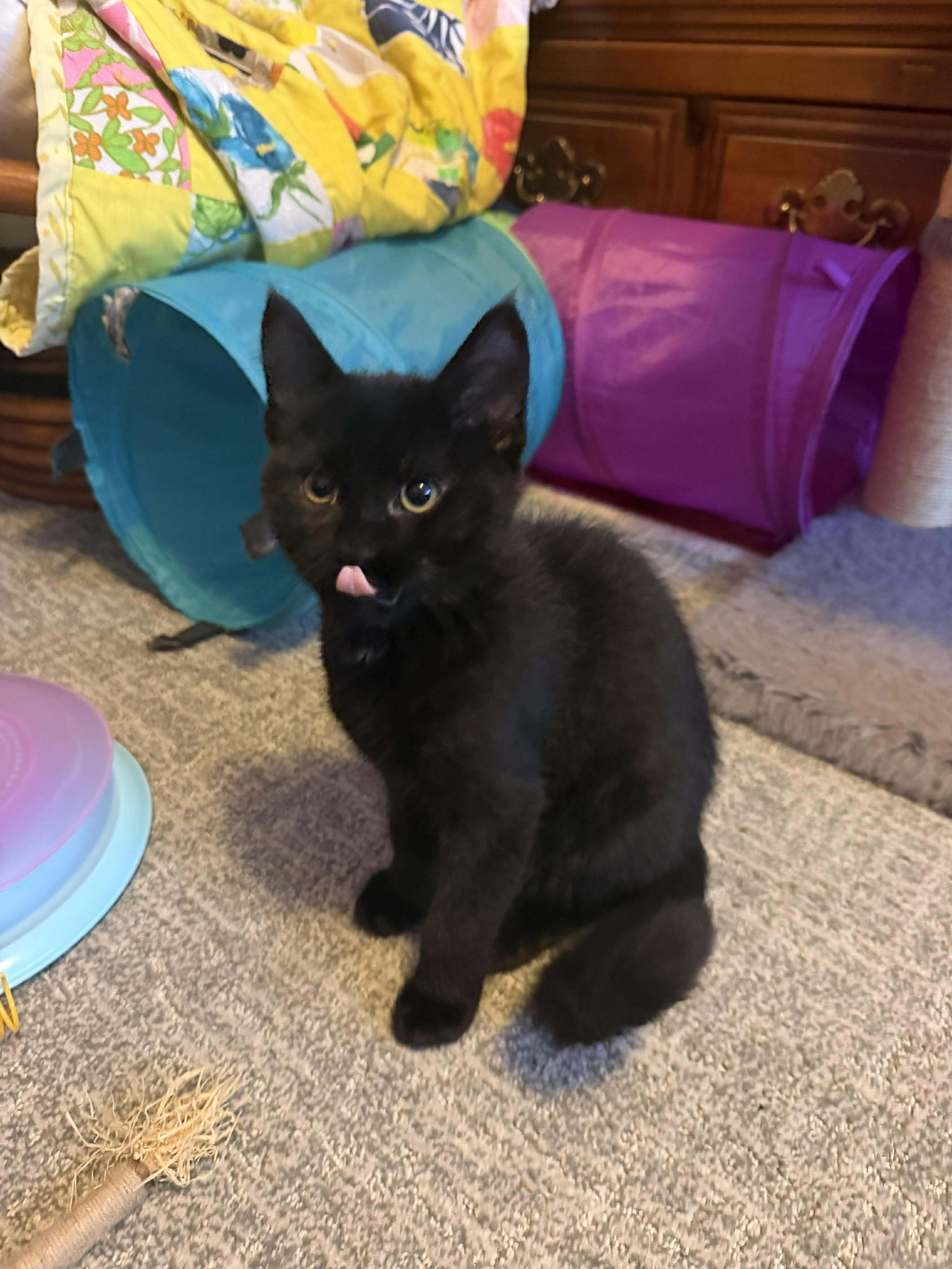 Cash, a Adoptable Domestic Short Hair in East Lansing, MI image 5/5