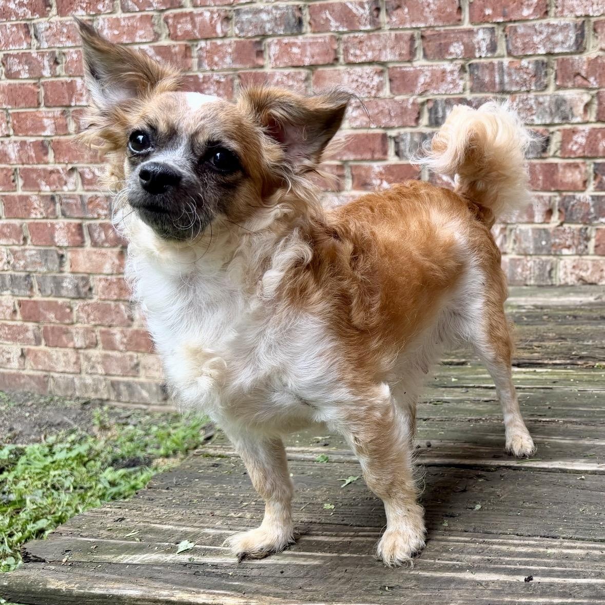 Ophelia, adoptable, Adult Female Shih Tzu & Miniature Poodle.