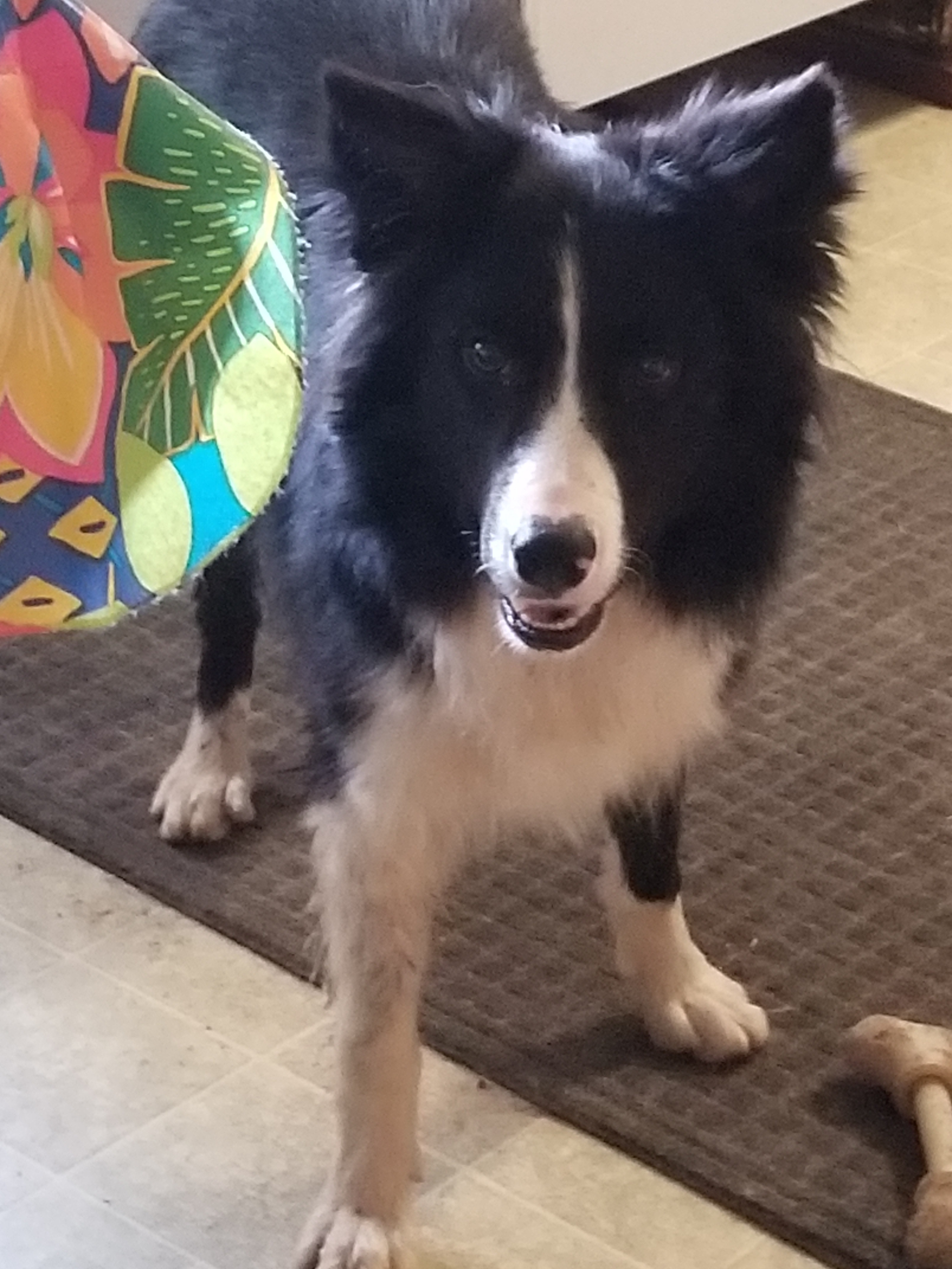 BRODIE - sweet, an adoptable Border Collie in Carlisle, PA, 17015 | Photo Image 1