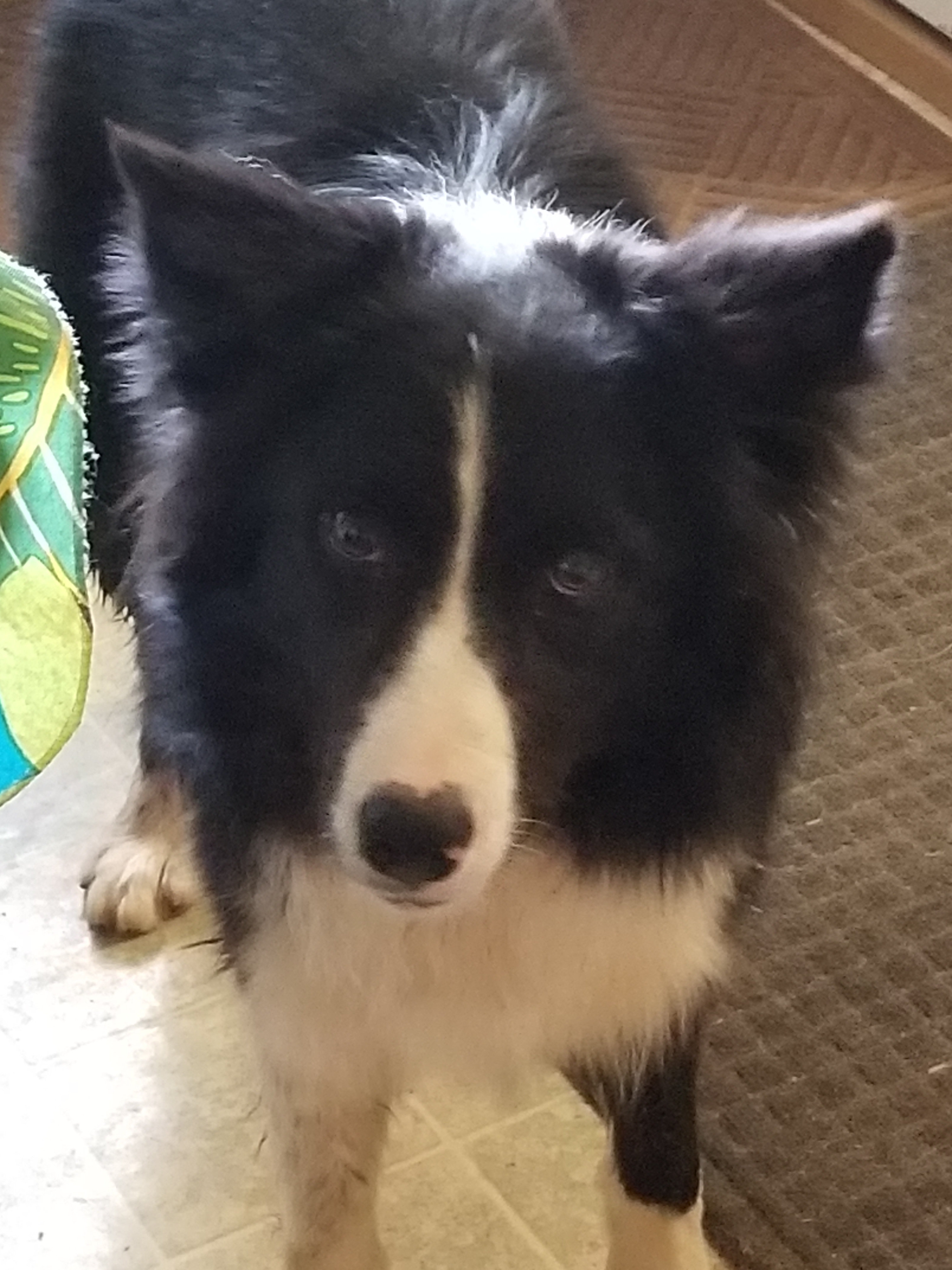 BRODIE - sweet, an adoptable Border Collie in Carlisle, PA, 17015 | Photo Image 3