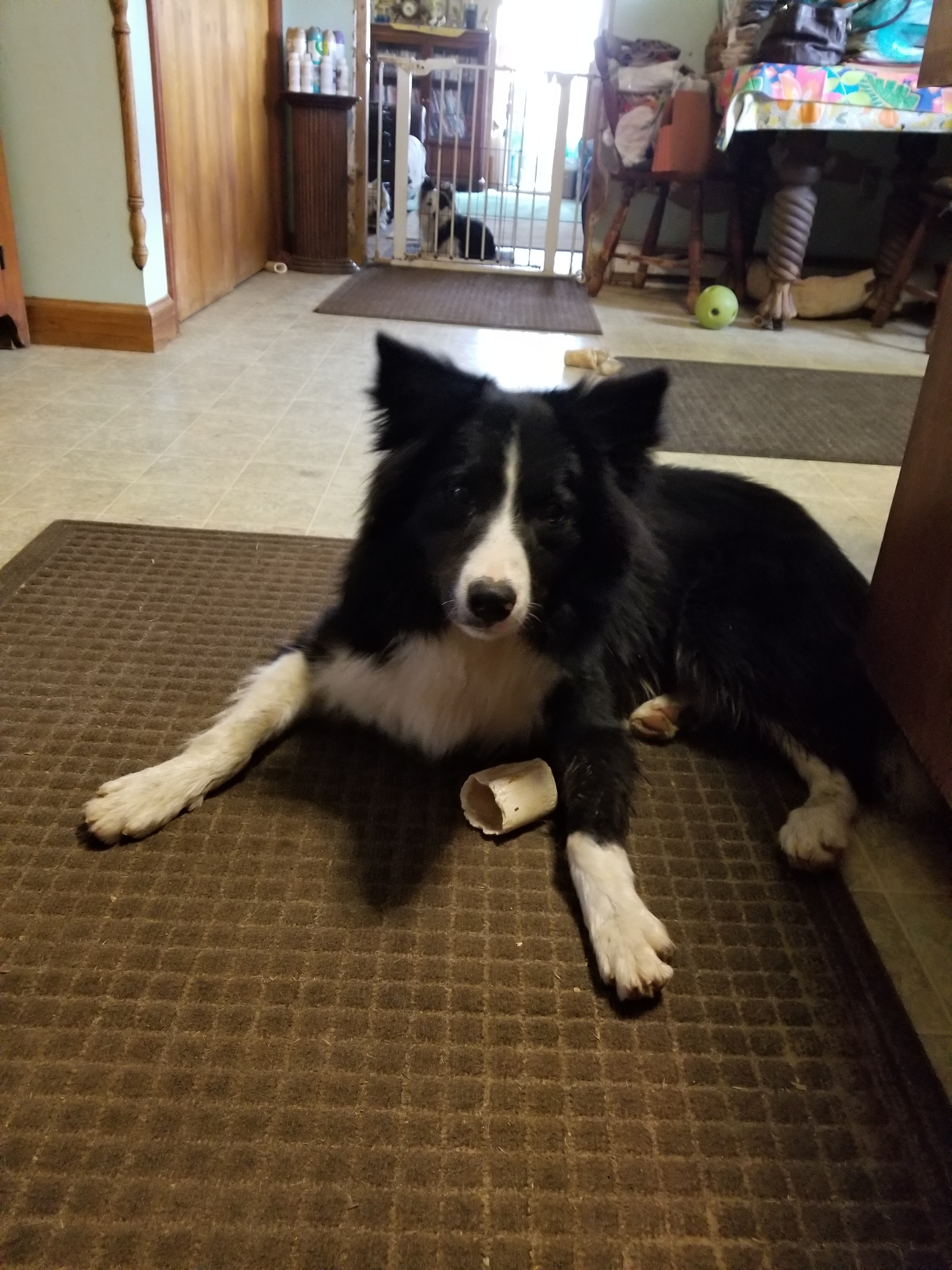 BRODIE - sweet, an adoptable Border Collie in Carlisle, PA, 17015 | Photo Image 2